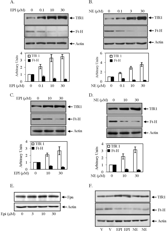 FIGURE 1.