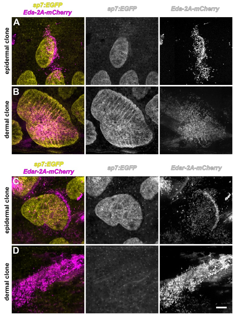 Figure 3—figure supplement 2.