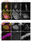 Figure 3—figure supplement 2.