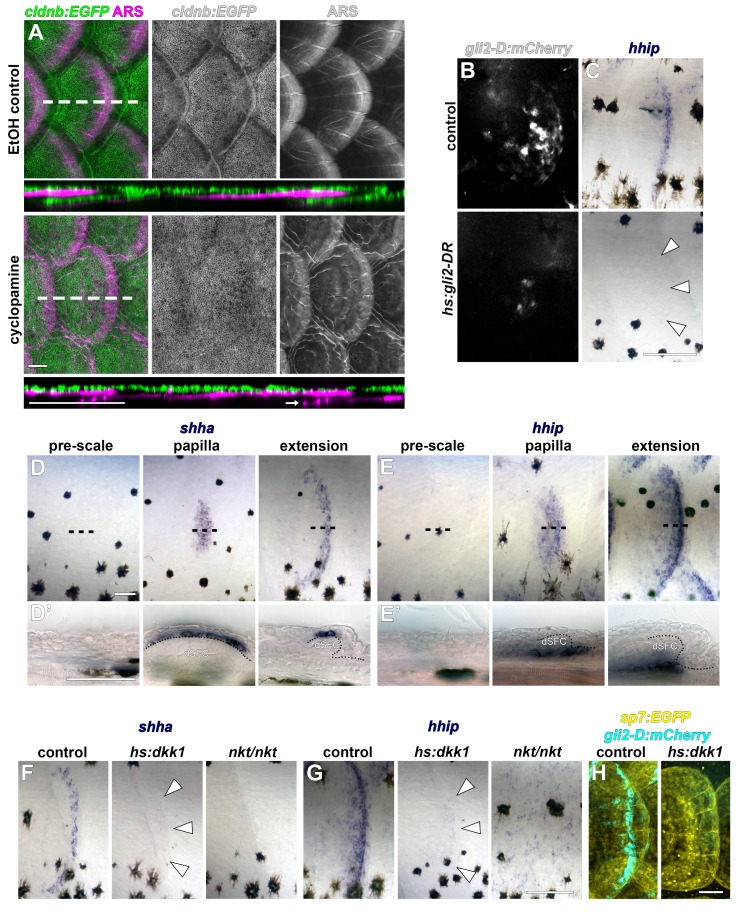 Figure 5—figure supplement 1.