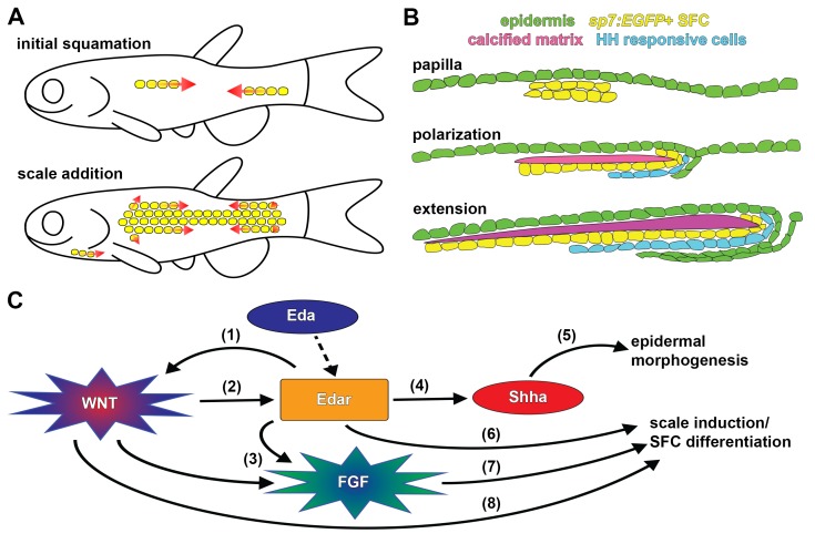 Figure 7.