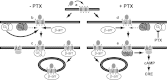 FIGURE 10.