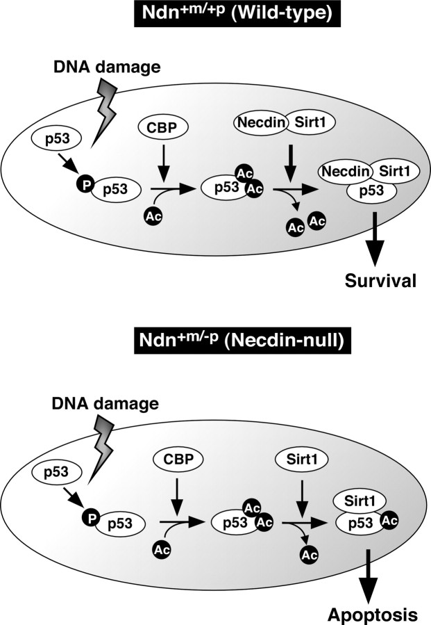 Figure 10.