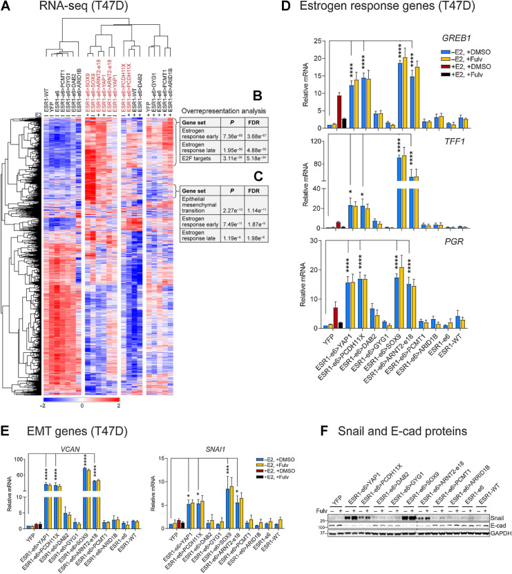 Figure 3. Active ESR1 fusion proteins upregulate expression of estrogen response and EMT genes. A, Heatmap showing the differently expressed genes in the T47D RNA-seq data. B and C, Active ESR1 fusions upregulate expression of two clusters of estrogen response (early and late) and EMT-related genes as indicated. D and E, Expression of estrogen response genes (GREB1, TFF1, and PGR) and EMT-related genes (VCAN and SNAI1) was measured by RT-qPCR in E2-deprived T47D cells treated with vehicle (+DMSO) or 100 nmol/L fulvestrant (+Fulv) in the absence (–E2) or presence (+E2) of 10 nmol/L E2 for 48 hours. Values were normalized to GAPDH mRNA, and relative expression was calculated as fold change to YFP, –E2 (mean ± SEM; n = 3). One-way ANOVA followed by Dunnett multiple comparisons test was used to compare each E2-deprived T47D cell line with YFP control cells (*, P < 0.05; ***, P < 0.001; ****, P < 0.0001). Two-way ANOVA followed by Bonferroni test was used for multiple comparisons for each stable cell after 100 nmol/L fulvestrant treatment. F, Snail and E-cadherin proteins were measured by immunoblotting in E2-deprived cells treated with or without 100 nmol/L fulvestrant (Fulv). GAPDH protein served as a loading control. The dashed line indicates two separate blots that were conducted at the same time. The representative image is from three independent experiments.