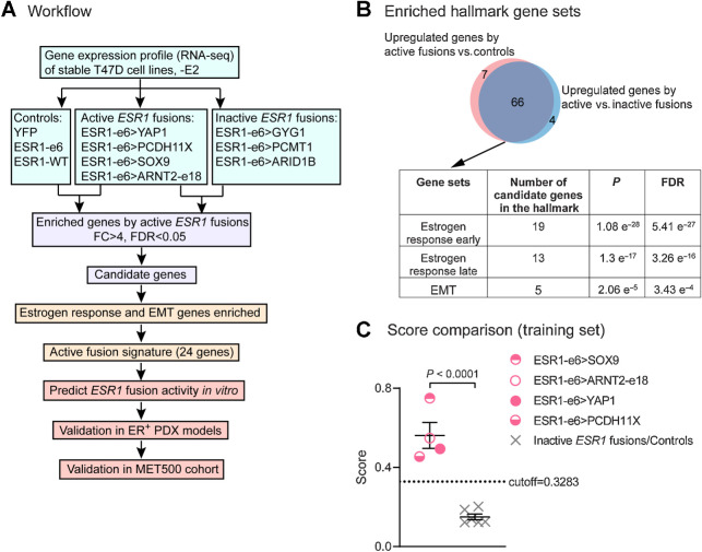 Figure 4. Active ESR1 fusions program a unique, 24-gene transcriptional signature. A, Workflow to identify the gene signature to predict active fusions. FC, fold change; FDR, false discovery rate. B, Venn diagram showing overlapping upregulated genes by active ESR1 fusions compared with inactive fusions or control cells. The table below shows the top three Hallmark gene sets enriched in the candidate genes. C, Scatter plot showing signature scores of active ESR1 fusions (ESR1-e6>YAP1, ESR1-e6>PCDH11X, ESR1-e6>SOX9, and ESR1-e6>ARNT2-e18) compared with inactive fusions (ESR1-e6>GYG1, ESR1-e6>PCMT1, and ESR1-e6>ARID1B) and control cells (YFP, ESR1-e6, and ESR1-WT) all minus E2. A two-tailed t test was used to calculate statistical significance.