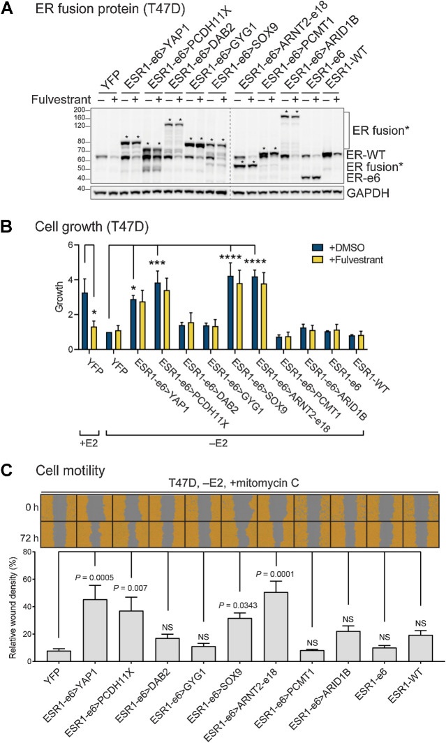 Figure 2. ESR1 fusion proteins drive ET-resistant growth and promote hormone-independent motility of ER+ breast cancer cells. A, Immunoblotting of ERα and ESR1 fusion proteins with an N-terminal ERα antibody in lysates made from hormone-deprived stable T47D cells. Asterisks indicate ER fusion proteins. GAPDH serves as a loading control. The dashed line indicates two separate blots that were conducted at the same time. The representative image is from three independent experiments. B, Cell growth was assayed in hormone-deprived stable cells (mean ± SEM; n = 3). One-way ANOVA followed by Dunnett multiple comparisons test was used to compare data of hormone-deprived ESR1 fusion expressing cells with YFP control cells in the vehicle (+DMSO) group. Two-way ANOVA followed by Bonferroni test was used for multiple comparisons for each stable cell line after 100 nmol/L fulvestrant treatment in the presence or absence of 10 nmol/L estradiol (E2). *, P < 0.05; ***, P < 0.001; ****, P < 0.0001. See Supplementary Fig. S1B for the complete data. C, Cell motility was detected using scratch wound assays in hormone-deprived stable T47D cells, treated with mitomycin C to block proliferation (mean ± SEM; n = 3). Cells are pseudo-colored orange to aid visualization. One-way ANOVA followed by Dunnett multiple comparisons test was used to compare each stable T47D cell line with YFP control cells. NS, not significant.