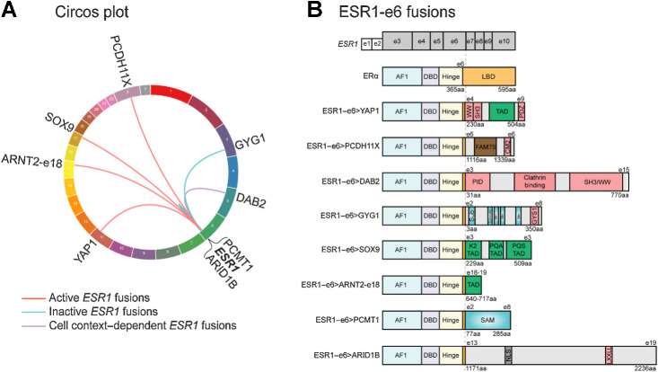 Figure 1. In-frame ESR1-e6 fusions identified in ER+ MBC patients. A, Circos plot depicting ESR1 fusion events identified from ER+ MBC patients. The ESR1 gene is connected to its 3′ partner genes with lines. B, In-frame ESR1 fusions in ER+ MBC possess a common structure whereby the first 6 exons (two untranslated exons and four coding exons in gray, exons 3–6) of ESR1 fuse in-frame to C-terminal sequences from partner genes. Key for domains in the WT ERα protein: AF1, activation function 1 domain; DBD, DNA-binding domain; Hinge, domain connecting DBD and LBD; and LBD, ligand-binding domain. Pink boxes in partner proteins mediate protein-protein interactions, including WW binding motifs, SH3 binding motifs, a PDZ domain, a conserved motif 2 (CM2), a phospho-tyrosine interaction domain (PID), an interaction with glycogen synthase 1 region (GYS1), and an LXXLL motif. Green boxes represent known transcriptional activation domains (TAD). The brown box represents the FAM75 domain of unknown function. Blue domains have enzymatic activities, including substrate binding site (Sub), catalytic site, three manganese binding sites (Mn), and an S-adenosylmethionine-dependent methyltransferase domain (SAM). The gray box labeled NLS represents a nuclear localization signal.