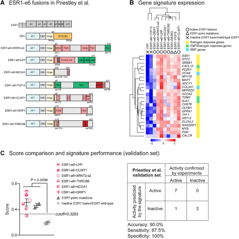 Figure 5. The MOTERA signature predicts activity of additional ESR1 fusions identified in ER+ MBC patients. A, Seven additional ESR1-e6 fusions identified in Priestley et al. (27) are illustrated. These in-frame fusions possess a common structure as shown in Fig. 1B. Pink boxes represent protein–protein interactions, including the Per-Arnt-Sim (PAS) domain, PAC motif, LXXLL motif, class A specific domain (CAD), threonine-rich domain (Thr rich), methionine-rich domain (Met rich), PDZ domain, and PABPC1-interacting motif-2 (PAM2). Green boxes either represent transcriptional activation domains (TAD) or LIM zinc-binding (LIM) domains that provide coactivator function for LPP. The gray box represents a nuclear export signal (NES) in LPP. Red boxes represent the bHLH DNA binding domain and the RNA recognition motif (RRM). B, Heatmap showing the expression of the 24-gene signature in T47D cells expressing additional ESR1 fusions and LBD point mutations (Y537S and D538G). Scale bar indicates row Z scores. C, Left, scatter plot showing signature scores of ESR1 mutations (including fusions and LBD point mutations) and YFP control cells expressing endogenous ERα. Two-tailed t test was used to compare scores. The ESR1–GRIP1 fusion was the only active fusion that did not reach score significance. Right, confusion matrix to measure the performance of the signature to predict the activities of ESR1 fusions. Accuracy is the proportion of correctly predicted events in all cases. Sensitivity is the ability of the signature to predict an active fusion event to be active. Specificity is the ability of the signature to predict an inactive fusion event to be inactive.