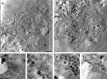 Fig.6