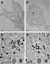 Fig.7