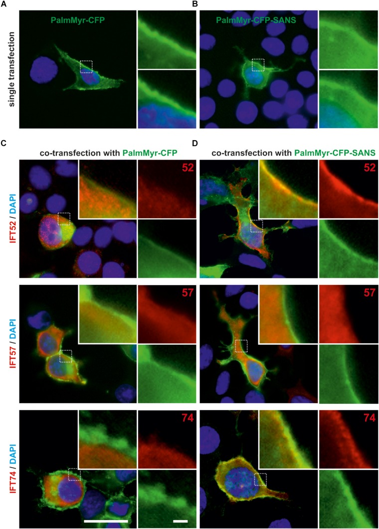 FIGURE 3