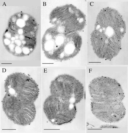 FIG. 5.