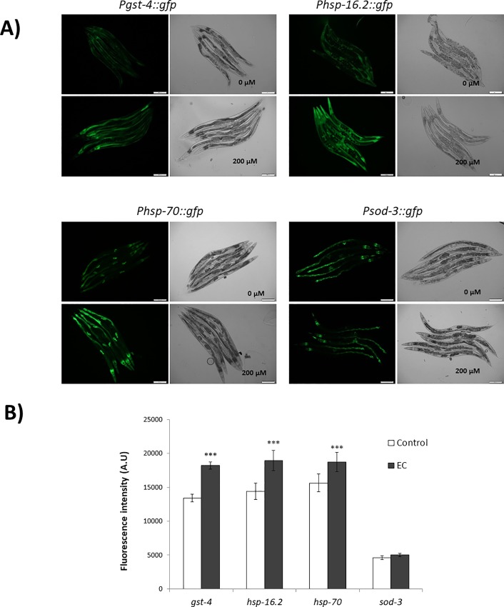 Fig 8