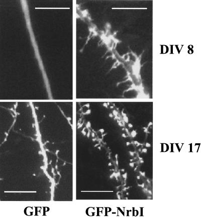 FIG. 6.