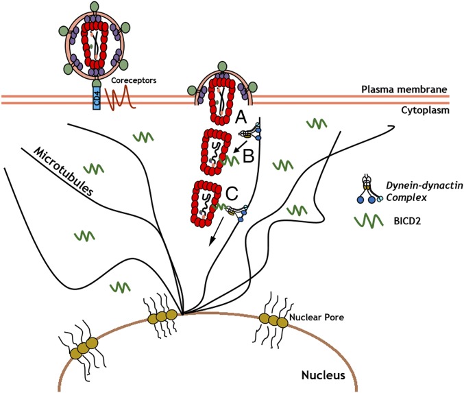 Fig. 7.