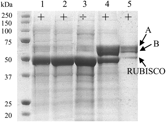 Figure 3.