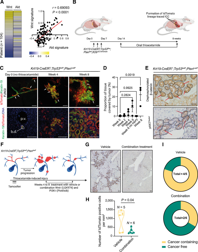 Figure 4. Therapeutic coinhibition of Wnt and PI3K signaling reduces tumor growth in ICC. A, RNA-seq data of human ICC demonstrating a positive correlation between the activity of canonical Wnt signaling and Akt signaling. B, Schematic representation of the KPPTom cholangiocarcinoma model where CreERT expression in Keratin-19–positive cholangiocytes results in the inactivation of Trp53 and Pten, whereas labeling transformed cells with tdTomato. C, Representative IHC staining of KPPTom model following tamoxifen administration (day 0) and following 4 and 8 weeks of thioacetamide administration. tdTomato (red) denotes recombined cholangiocytes (denoted by Keratin-19; green). Blue, DNA. Top, whole mount FUNGI images; bottom, 2D histologic sections. Scale bar, 200 μm. White arrows, tdTomato-positive cells. D, Quantification of liver tissue occupied by tumor in the KPPTom ICC model. E, IHC showing that KPPTom ICC has activated canonical Wnt signaling [by staining for dephosphorylated (active) β-catenin] and PI3K activity (through pAKTSer647 positivity). Red arrows, positive cells. Scale bar, 100 μm. F, A schematic representation of how the KPPTom model was used to test the effectiveness of Wnt and Pi3K inhibitor combinations on ICC progression. G, IHC staining for tdTomato-positive cancer cells in vehicle-treated animals compared with those treated with a combination of LGK974 and pictilisib. Scale bar, 100 μm. H, Number of tdTomato-positive cells in KPPTom animals given vehicle or LGK974 and pictilisib in combination. I, Proportion of KPPTom animals containing macroscopic tumors in KPPTom animals treated with vehicle versus combination treatment. b.d., bile duct; p.v., portal vein.