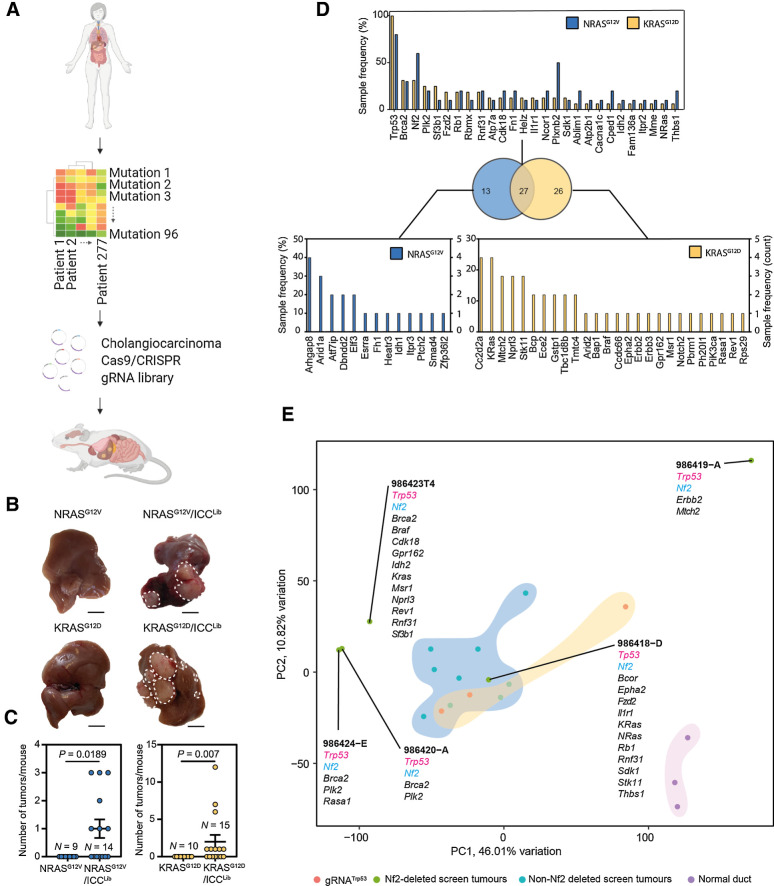 Figure 2. In vivo CRISPR-Cas9 screening identifies transforming mutations that interact with mutant Ras. A, Schematic of this study in which high-content sequencing data are collated from patients with ICC and the mutational profile of these tumors rationalized to identify novel, high confidence drivers of ICC. These putative drivers are used as input for an in vivo SpCas9/CRISPR screen to identify novel functional processes that drive ICC growth. B, Macroscopic images of the livers following injection with either NRASG12V or KRASG12D alone (left) or in combination with ICCLib (right; dotted line, tumor). Scale bar, 1 cm. C, Quantification of macroscopic tumors per mouse at 10 weeks in mice bearing NrasG12V -expressing tumors and 8 weeks in those with KrasG12D-driven cancer. Each circle represents a different animal. D, The number of samples containing Indels in a particular gene following whole exome sequencing. Top graph lists those mutations found in both NRASG12V and KRASG12D tumors, and bottom graphs denote those mutations that are found only in KRASG12D - or NRASG12V -expressing tumors. Sample frequency (%) denotes the proportion of tumors containing any given mutation, whereas (count) is absolute number. (N represents anatomically discreet tumors recovered from at least four individual animals, KRASG12D N = 14 and NRASG12V N = 10.) E, PCA showing how samples group based on their transcriptomic signature and gRNA-induced mutations associated with each tumor type.