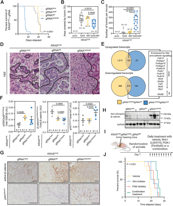 Figure 3. Nf2 loss results in RasG12D-induced oncogenesis and cooperates with Trp53 loss to accelerate ICC formation. A, Kaplan–Meier curve demonstrating the relative survival proportions of mice with KRASG12D and gRNAs targeting Trp53 (N = 12), Nf2 (N = 5), Nf2;Trp53 (N = 13), or nontargeting control (scrm, N = 5). B and C, Proportion of liver occupied by tumor (B) and number of tumors per mouse (C). D, Hematoxylin and eosin (H&E) staining of KRASG12D tumors with Trp53, Nf2, or Trp53;Nf2 loss. Scale bar, 100 μm. Dotted line, tumor-stroma boundary. E, Comparison of RNA-seq analysis when the transcriptomes from Nf2;Trp53 versus Trp53 alone tumors (blue) are compared with transcripts from Nf2;Trp53 versus Nf2 alone (yellow) tumors. Each group contains N = 4 regionally distinct tumors. F, Analysis of RPPA data demonstrating the changes in the proportion of phosphorylated GSK3α/β, β-catenin, and pAKT relative to total protein levels in KRASG12D;Trp53KO (gray points), KRASG12D;Nf2KO (yellow points), KRASG12D;Trp53KO;Nf2KO (blue points). G, IHC of active, dephosphorylated β-catenin (top) and phosphorylated AKTSer647 (bottom) in KRASG12D;Trp53KO, KRASG12D;Nf2KO, KRASG12D;Trp53KO/Nf2KO tumors. Scale bar, 50 μm. H. Immunoblot for dephosphorylated (active) β-catenin (β-cateninSer33/37/Thr41) in tumors isolated from mice baring KrasG12D -driven ICC with Trp53, Nf2, or Trp53;Nf2 co-loss. GAPDH was used as a loading control. I, Schematic representing our dosing approach to determine whether Wnt inhibition, PI3K inhibition, or a combination of the two is effective in improving the survival of mice with KRASG12D;Trp53KO;Nf2KO ICC. J, Kaplan–Meier curve demonstrating the survival changes when KRASG12D;Trp53KO;Nf2KO animals are treated with vehicle (yellow line), LGK974 (Wnt-inhibitor; blue line), pictilisib (PI3K inhibitor; orange line), or a combination (green line; N = 5 per group).