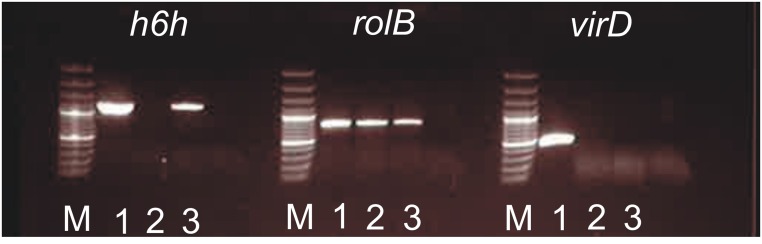 FIGURE 2