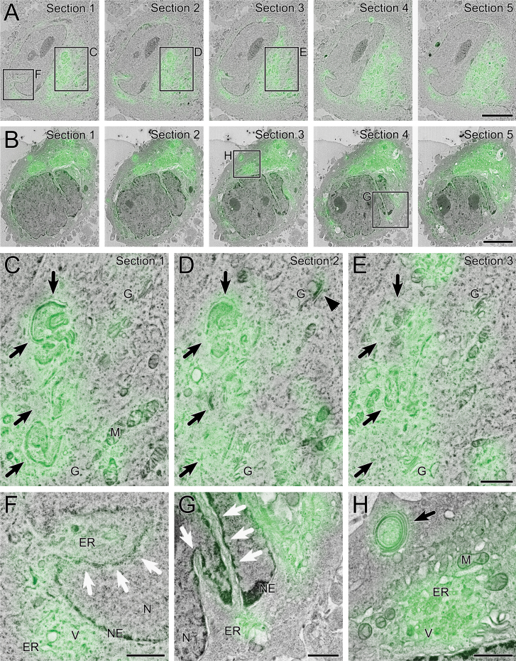 Fig. 7