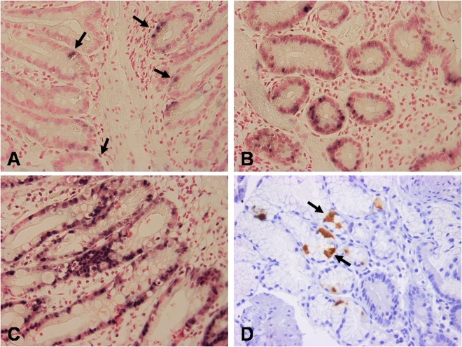 FIG. 1.