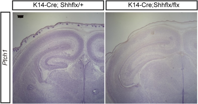 Figure 2—figure supplement 1.