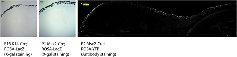 Figure 3—figure supplement 1.