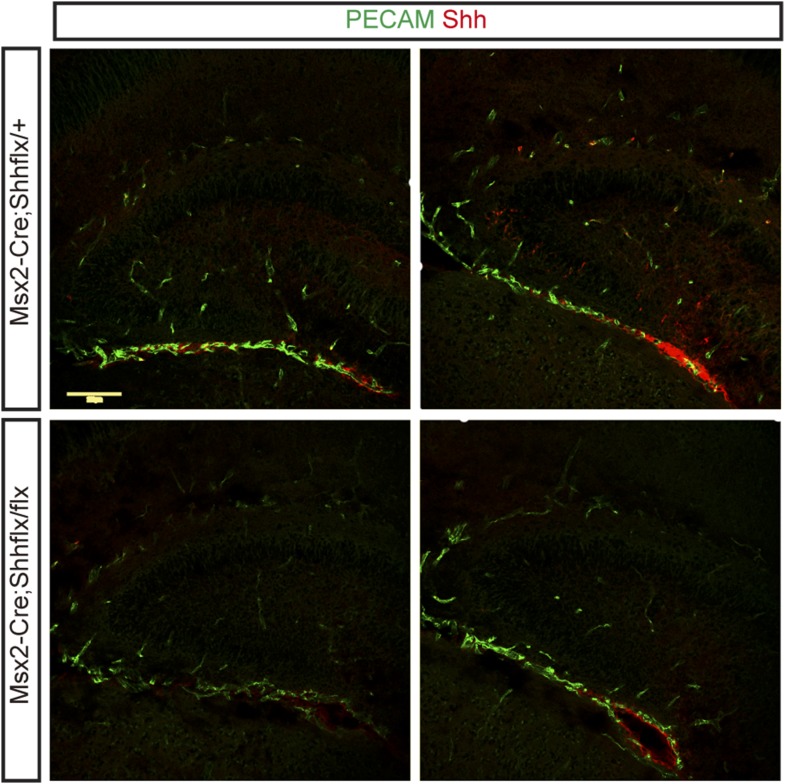 Figure 3—figure supplement 2.