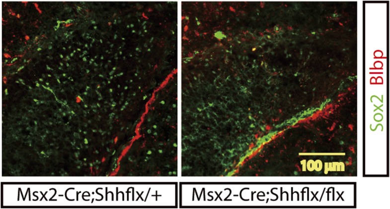 Figure 4—figure supplement 1.