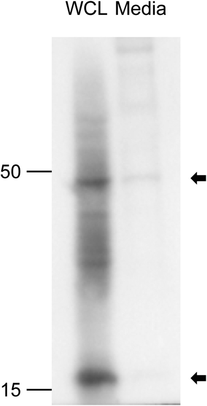 Figure 7—figure supplement 4.