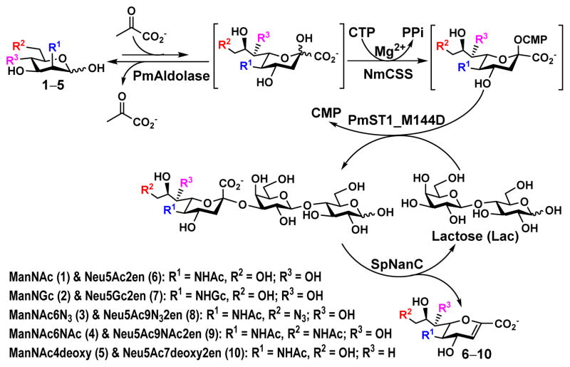 Scheme 1