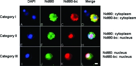 FIGURE 3: