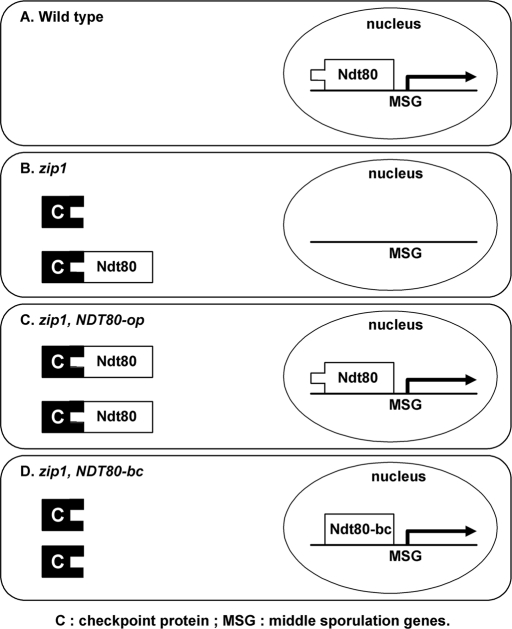 FIGURE 5: