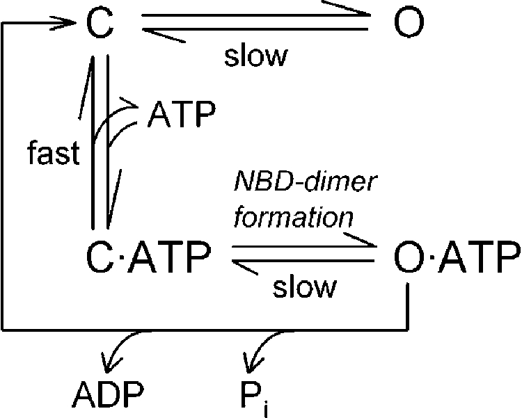 graphic file with name JGP_201010434_Scheme1.jpg