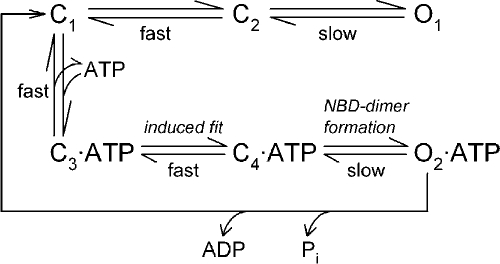 graphic file with name JGP_201010434_Scheme2.jpg