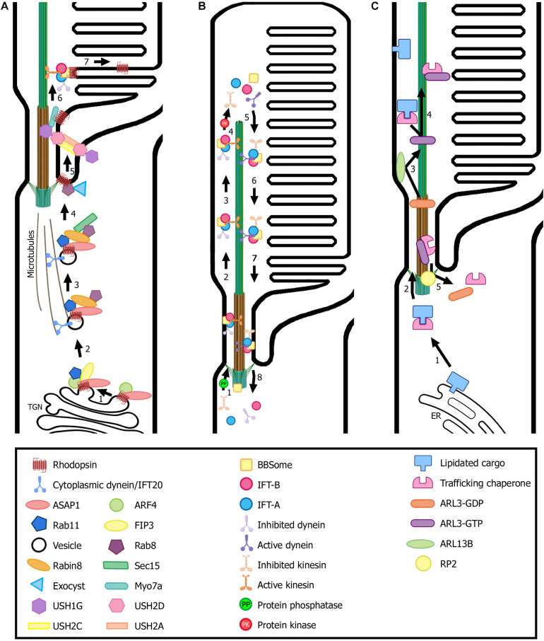 FIGURE 3