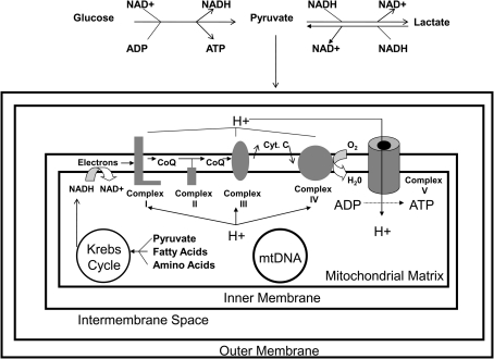 FIG. 1.