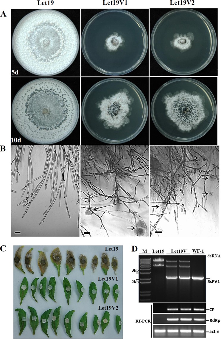 FIG 5