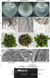 FIG 1
