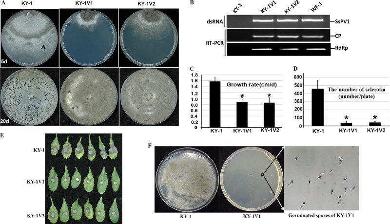 FIG 6