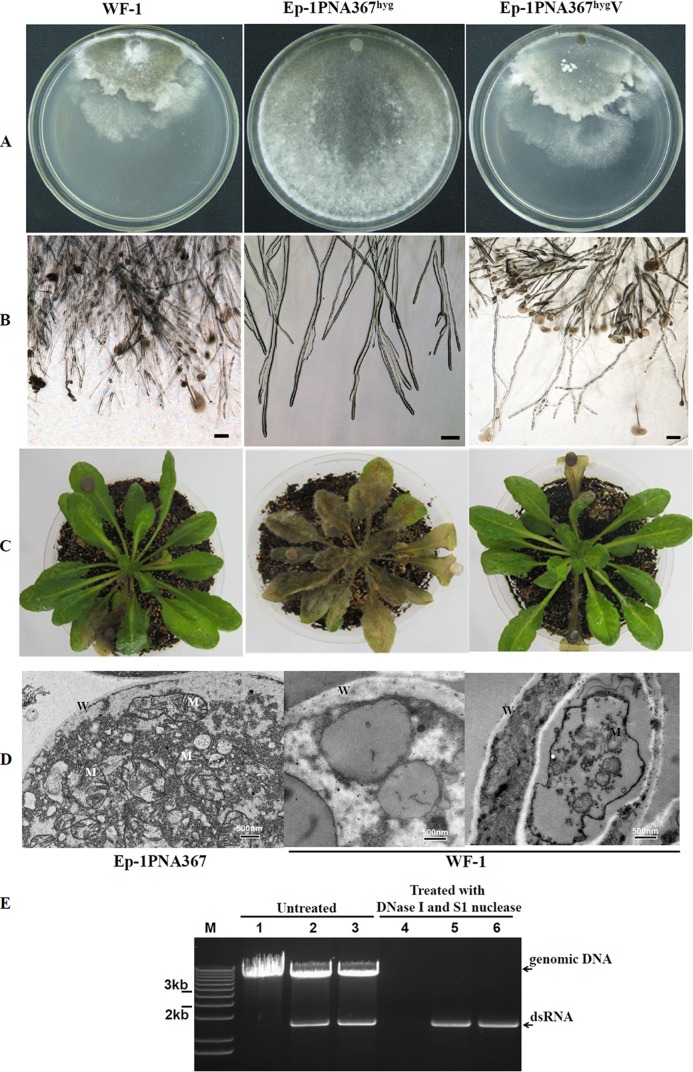 FIG 1