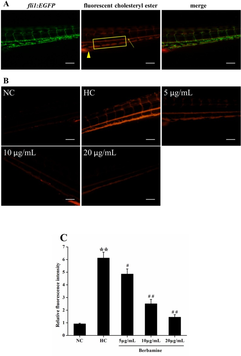 Figure 5