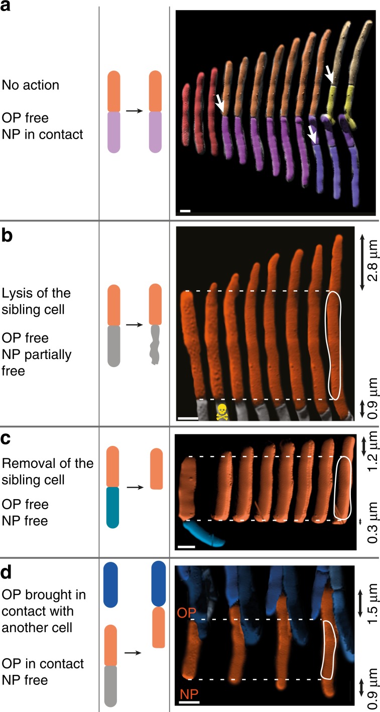 Fig. 4