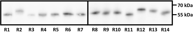 Fig. S1.