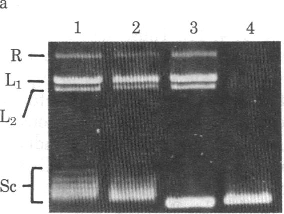 graphic file with name pnas00635-0040-a.jpg