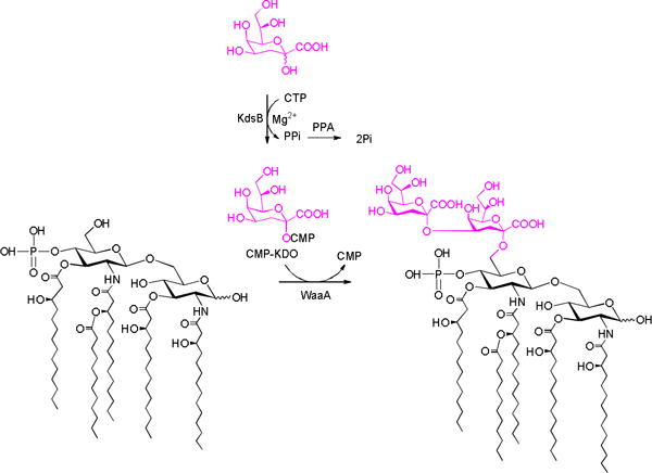 Scheme 3