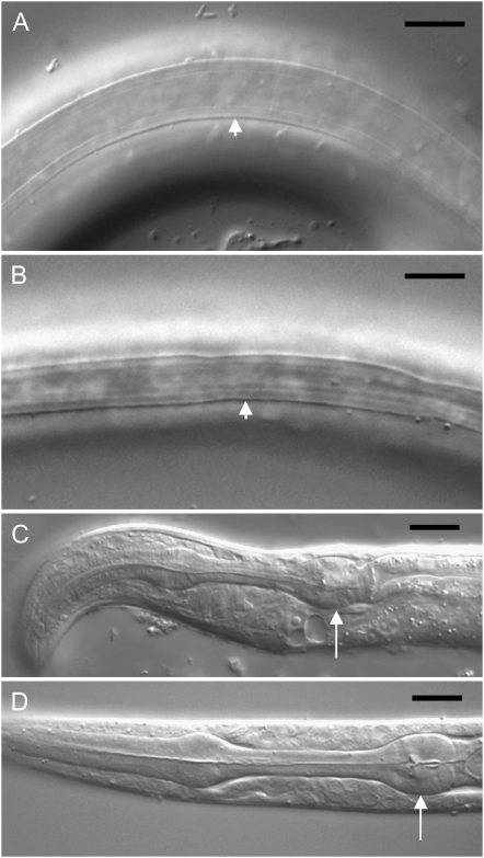 Figure 1.—