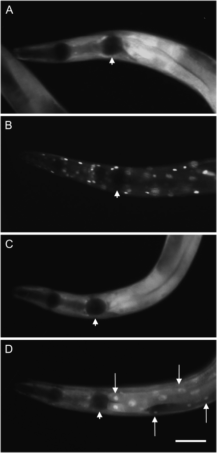 Figure 3.—