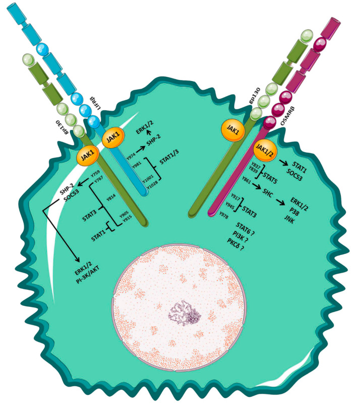 Oncostatin M: From Intracellular Signaling to Therapeutic Targets in ...